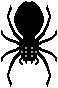 A black spider with white outline